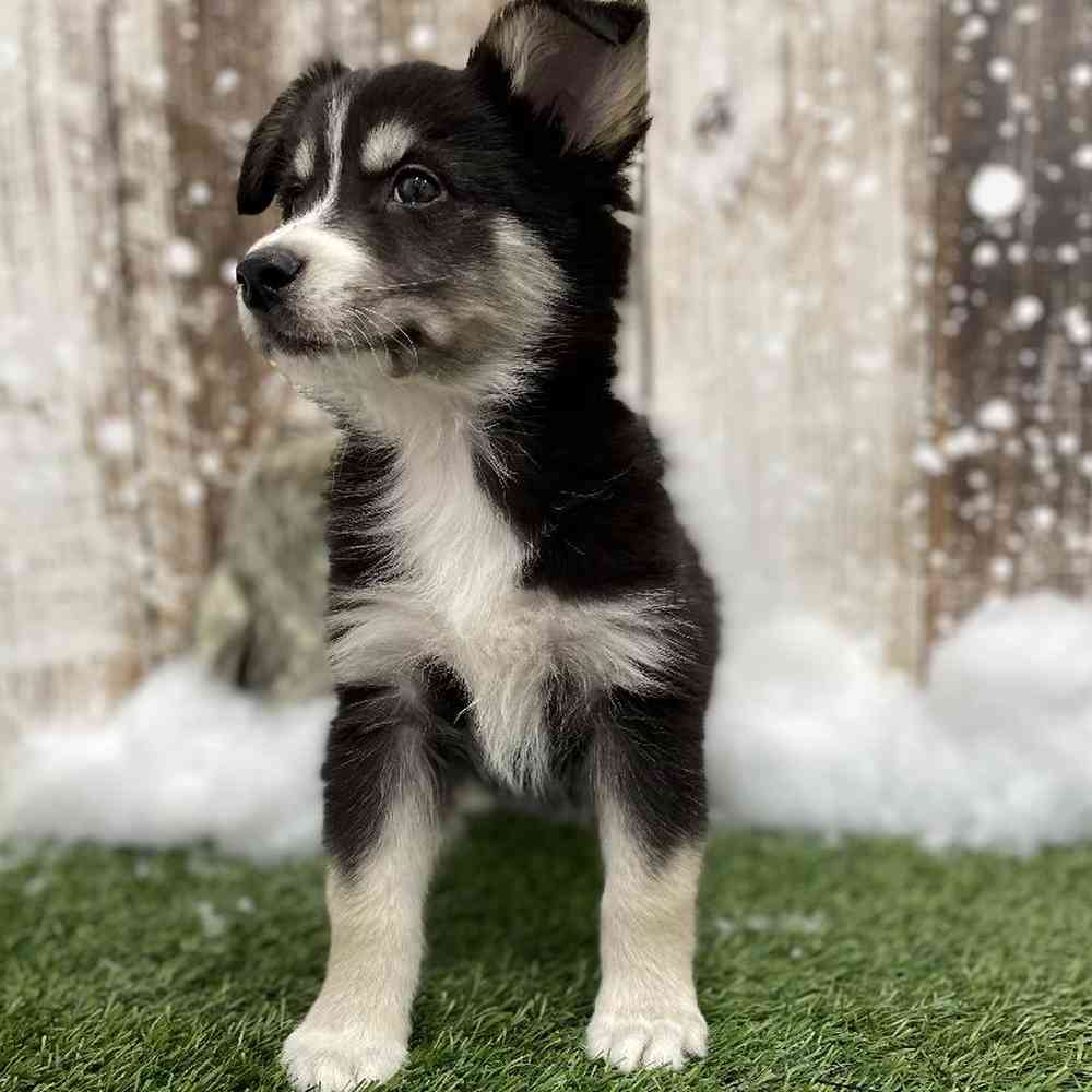 Australian Husky For Sale Pet Express Braintree
