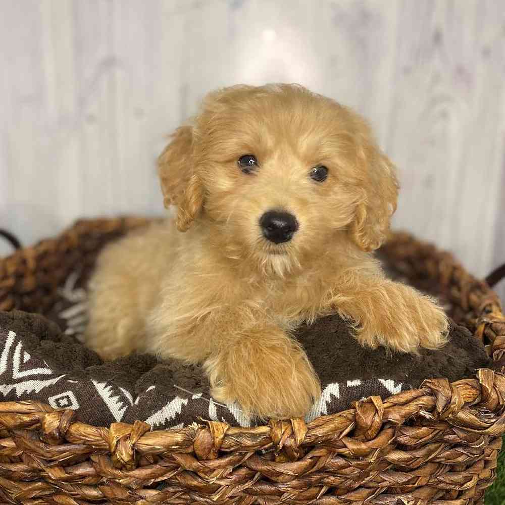 Male Mini Goldendoodle 2nd Gen Puppy for Sale in Saugus, MA