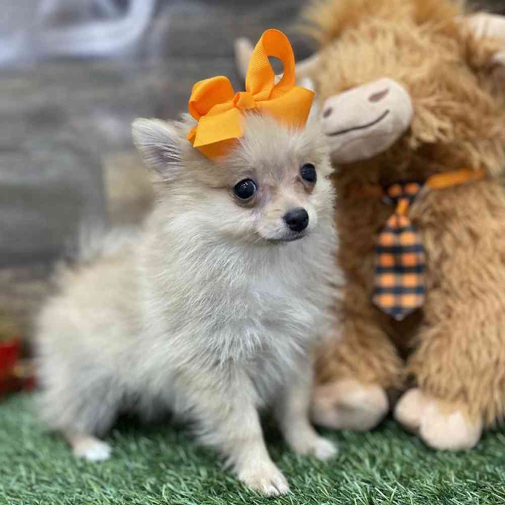 Female Pomeranian Puppy for Sale in Braintree, MA