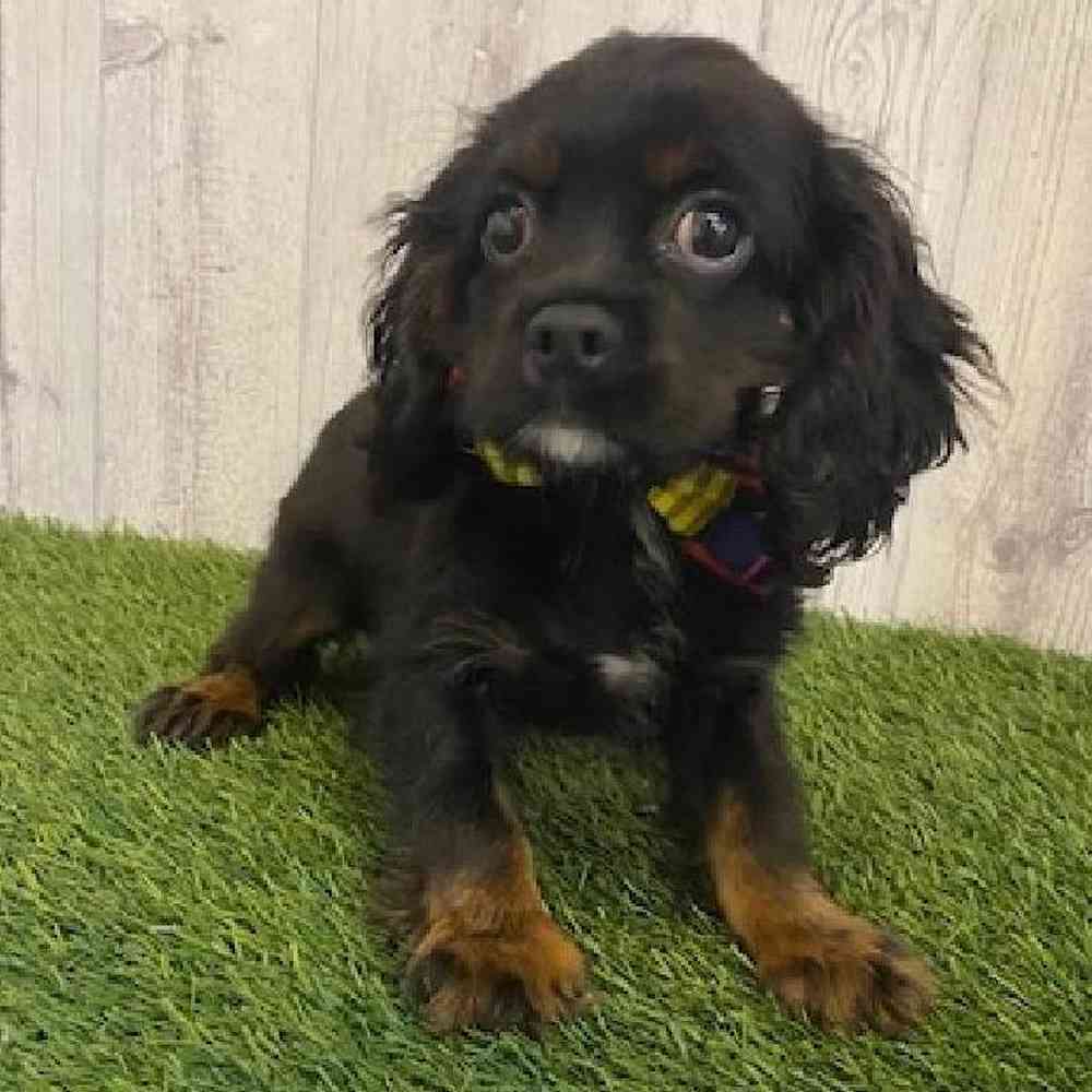 Male Cockalier Puppy for sale