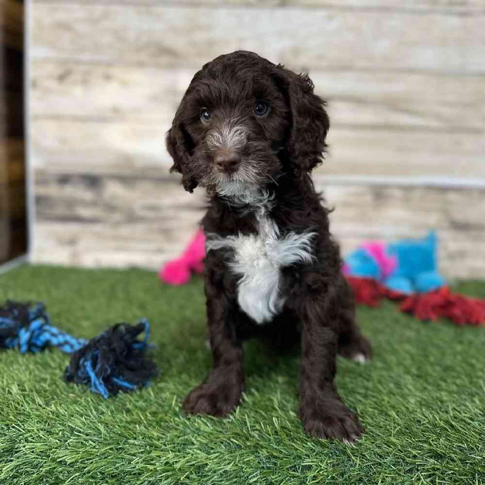 Male Mini Labradoodle 2nd Gen Puppy for Sale in Saugus, MA