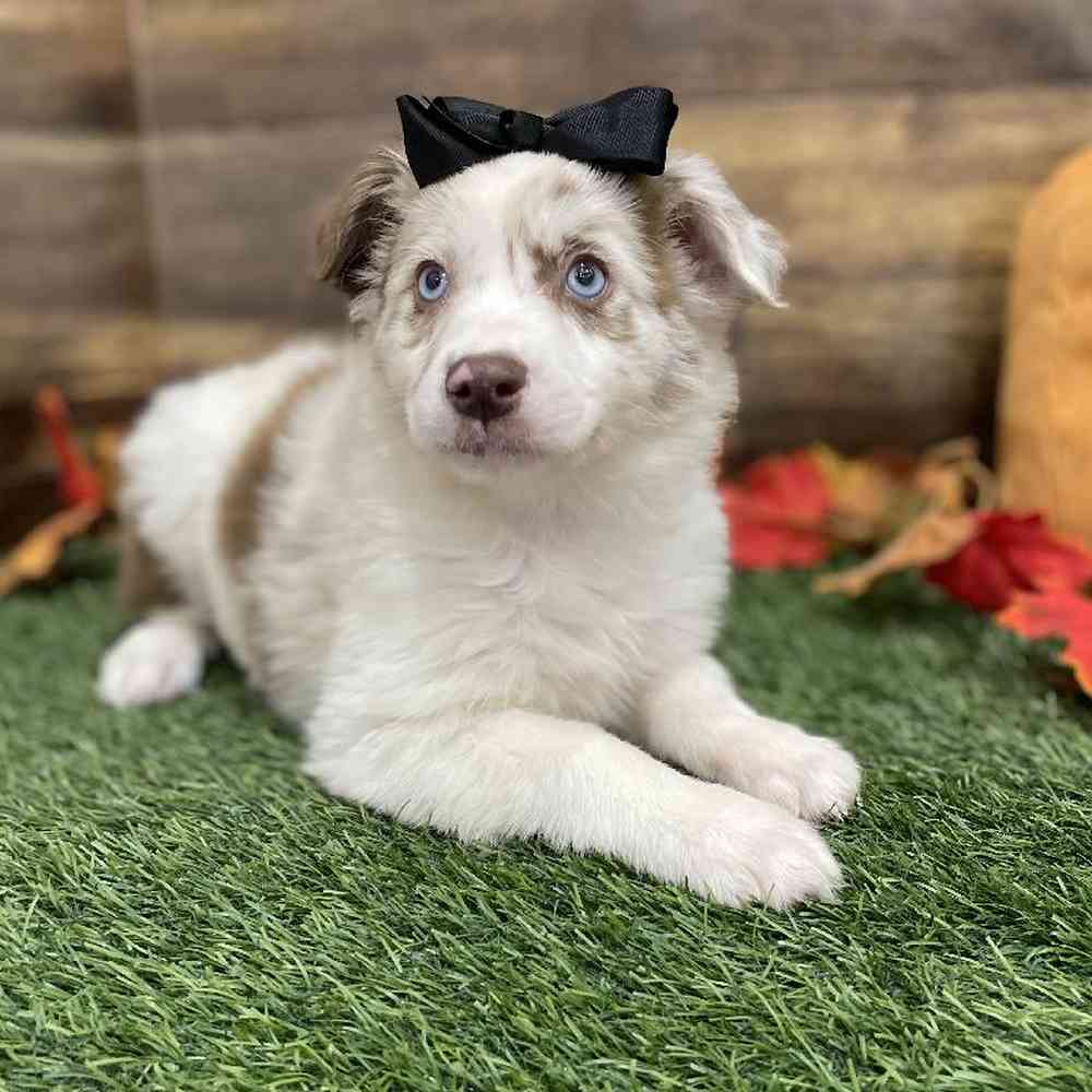 Female Miniature Australian Shepherd Puppy for Sale in Braintree, MA