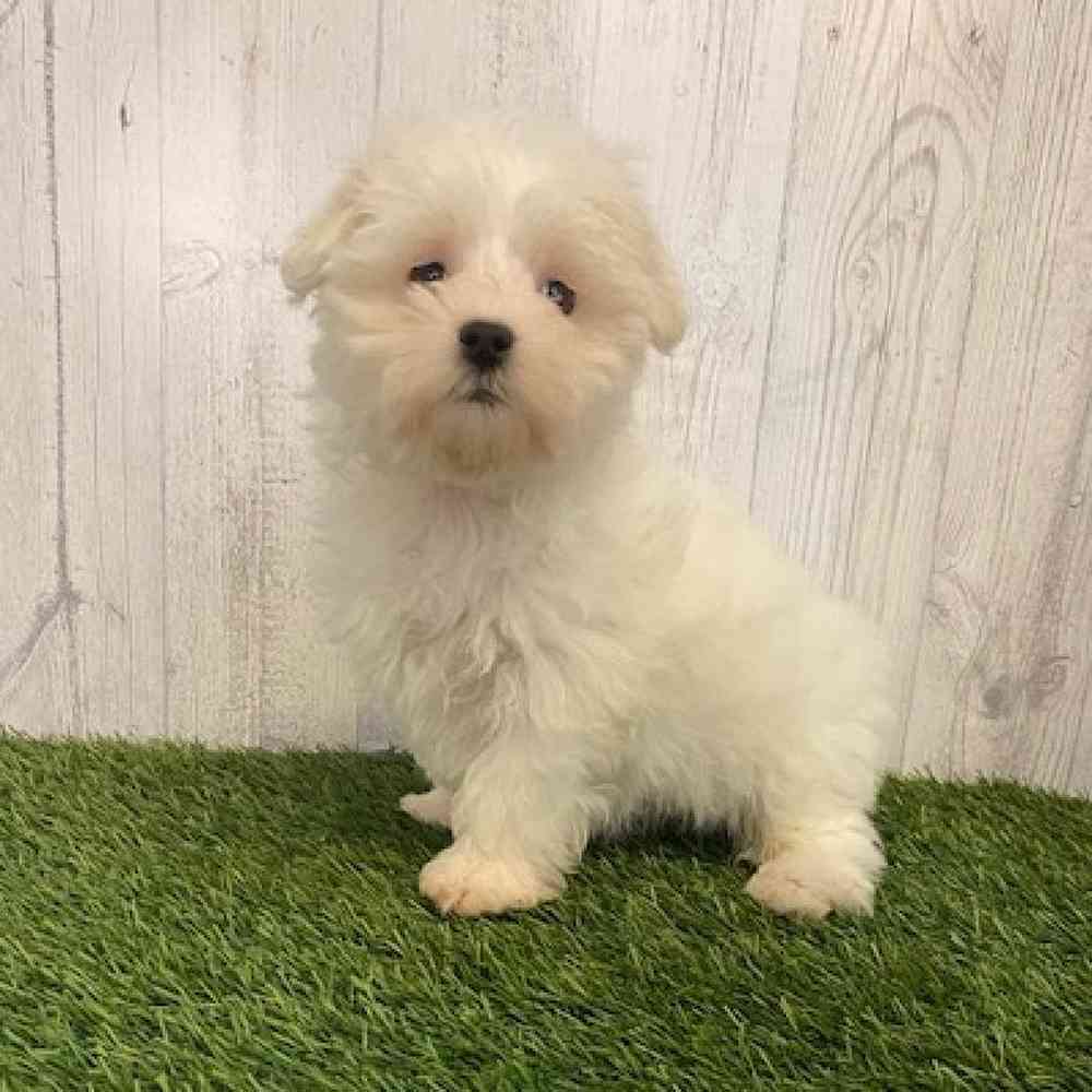 Male Maltese Puppy for sale