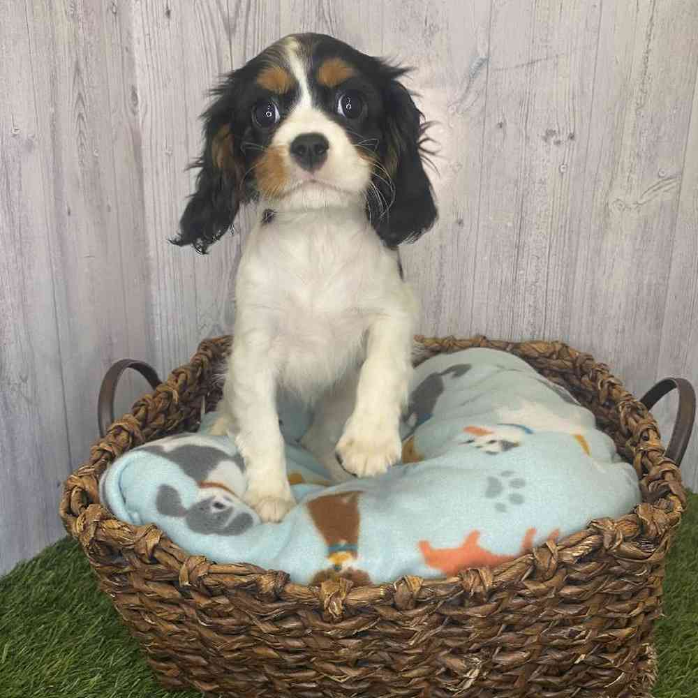 Female Cavalier King Charles Spaniel Puppy for Sale in Saugus, MA