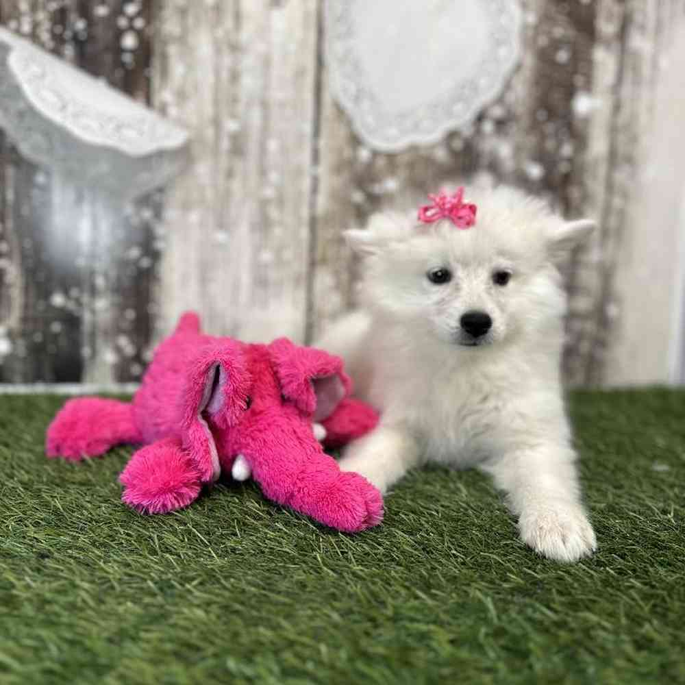 Female American Eskimo Puppy for Sale in Saugus, MA