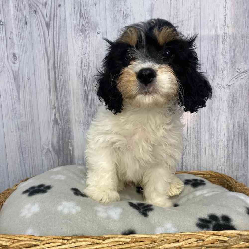 Male Cavachon Puppy for Sale in Saugus, MA