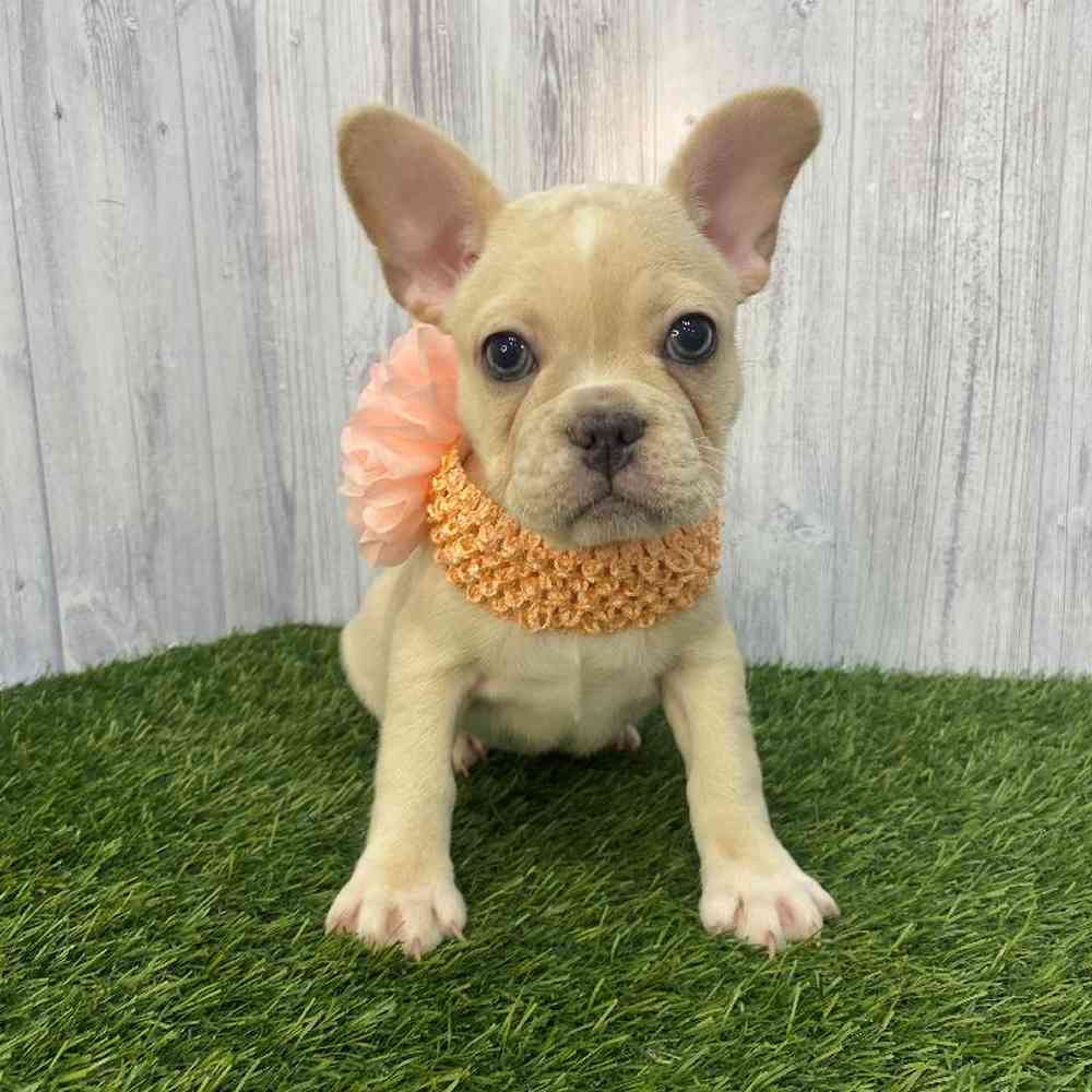 Female French Bulldog Puppy for Sale in Saugus, MA