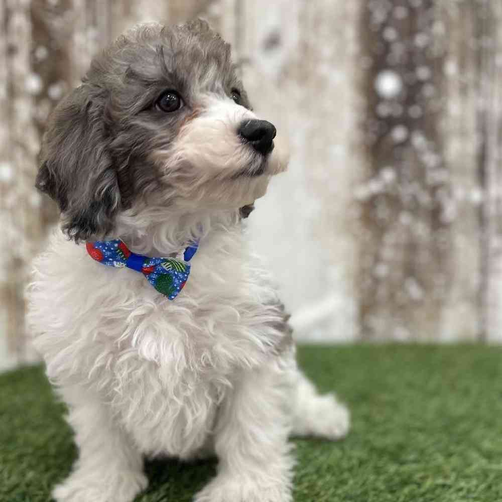 Male Cavachon Puppy for Sale in Braintree, MA