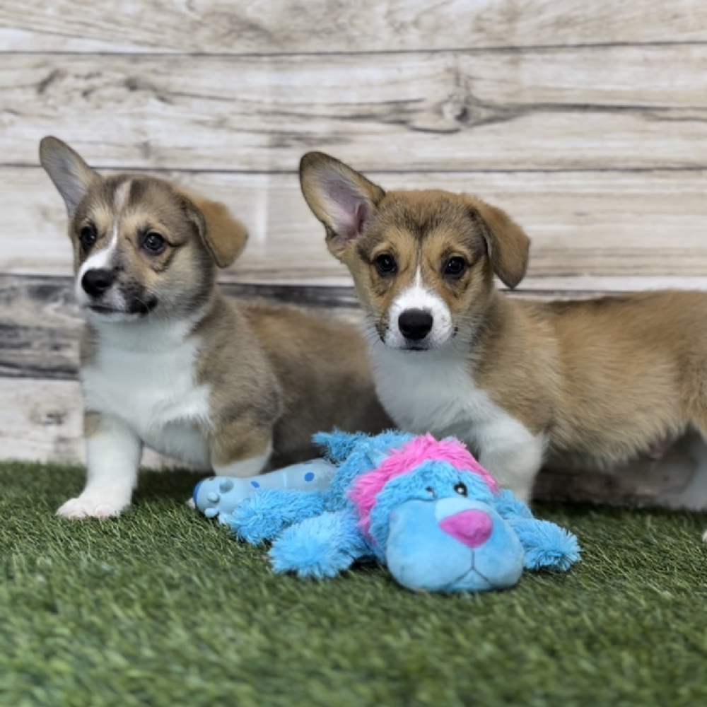 Male Pembroke Welsh Corgi Puppy for Sale in Saugus, MA