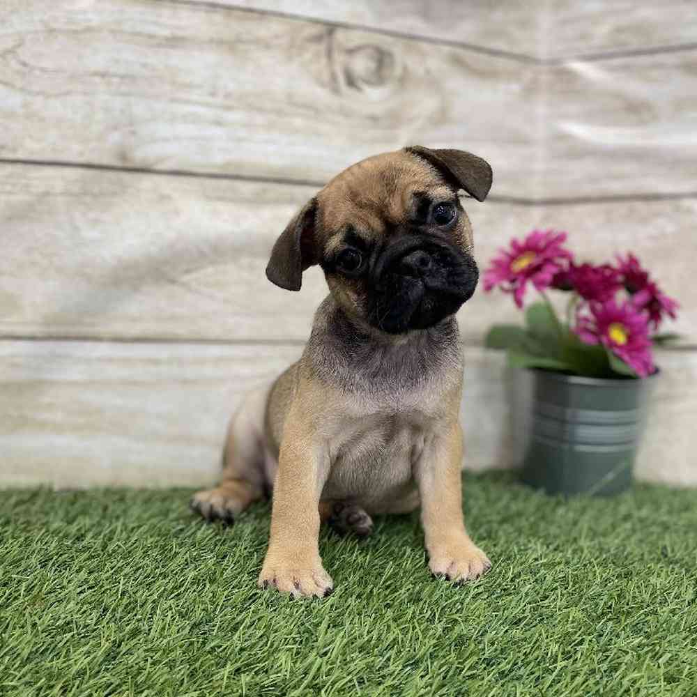 Female Frug Puppy for Sale in Braintree, MA