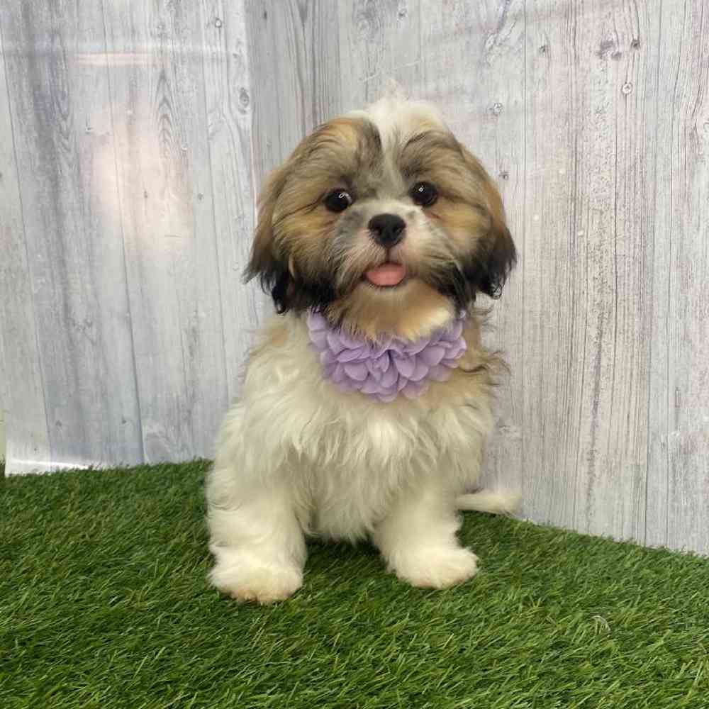 Female Shih Tzu Puppy for Sale in Saugus, MA