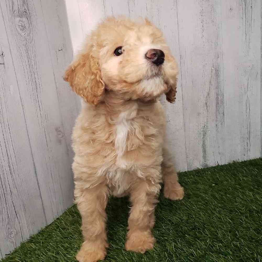 Female Mini Goldendoodle 2nd Gen Puppy for sale