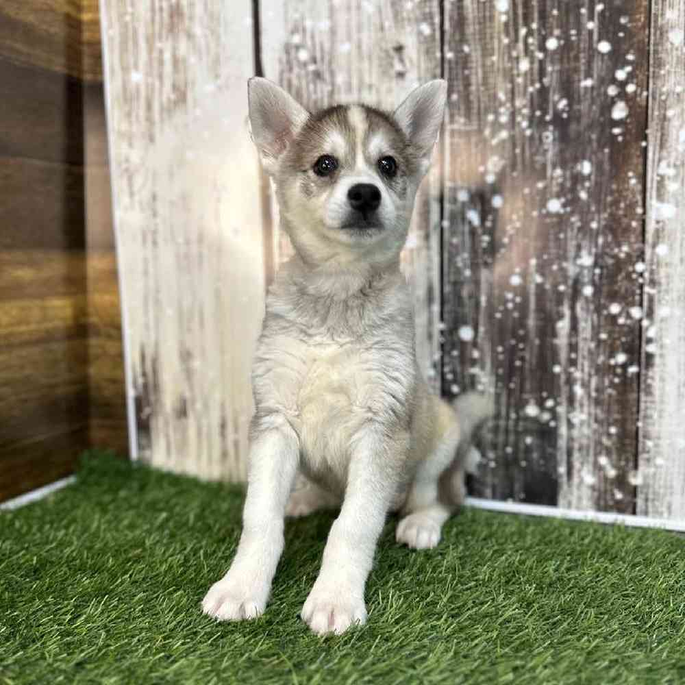 Female Alaskan Klee Kai Puppy for Sale in Saugus, MA