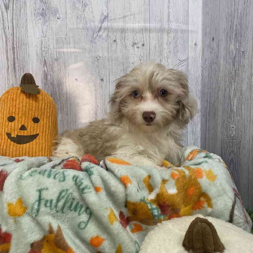 Male Havapoo Puppy for Sale in Saugus, MA