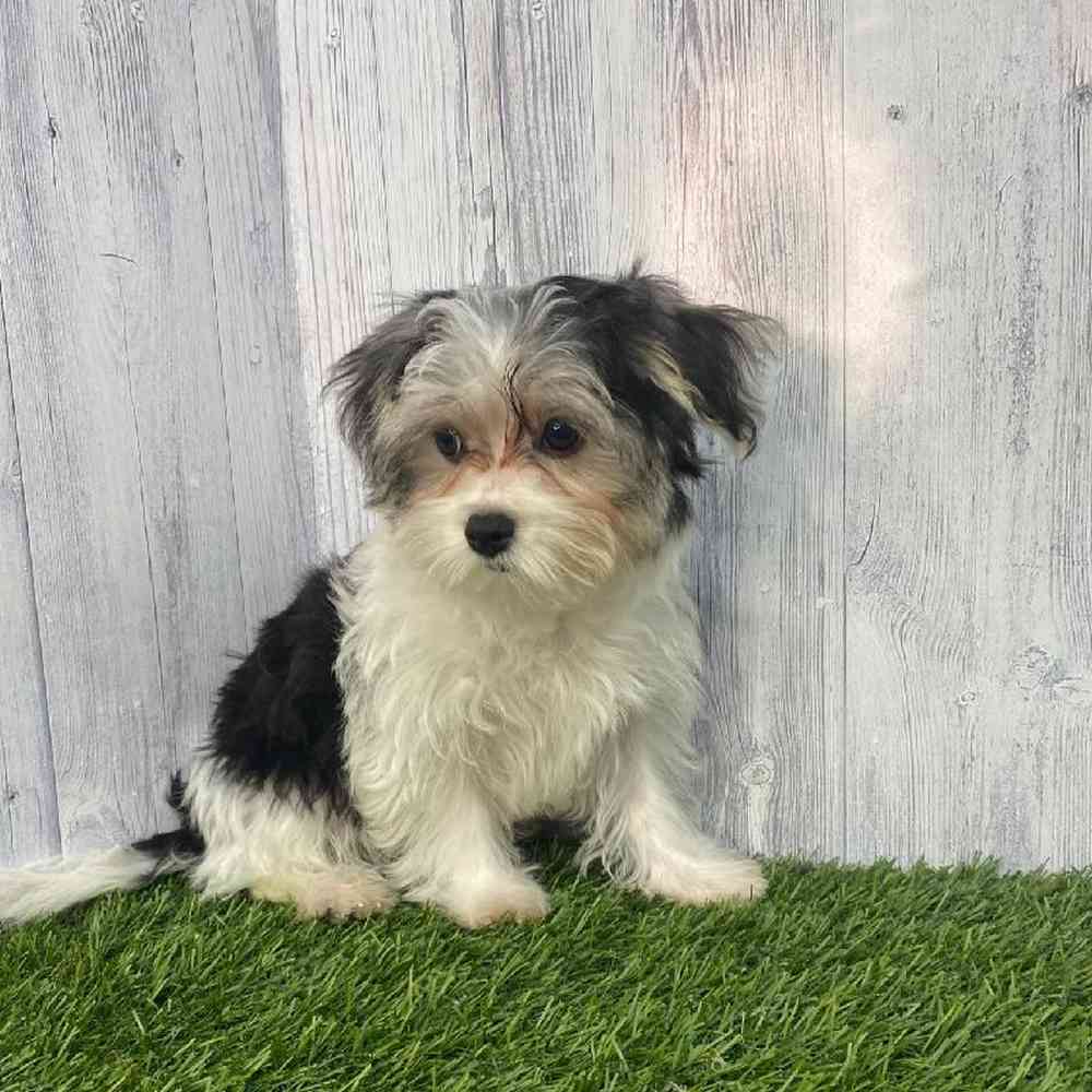 Male Morkie Puppy for Sale in Saugus, MA