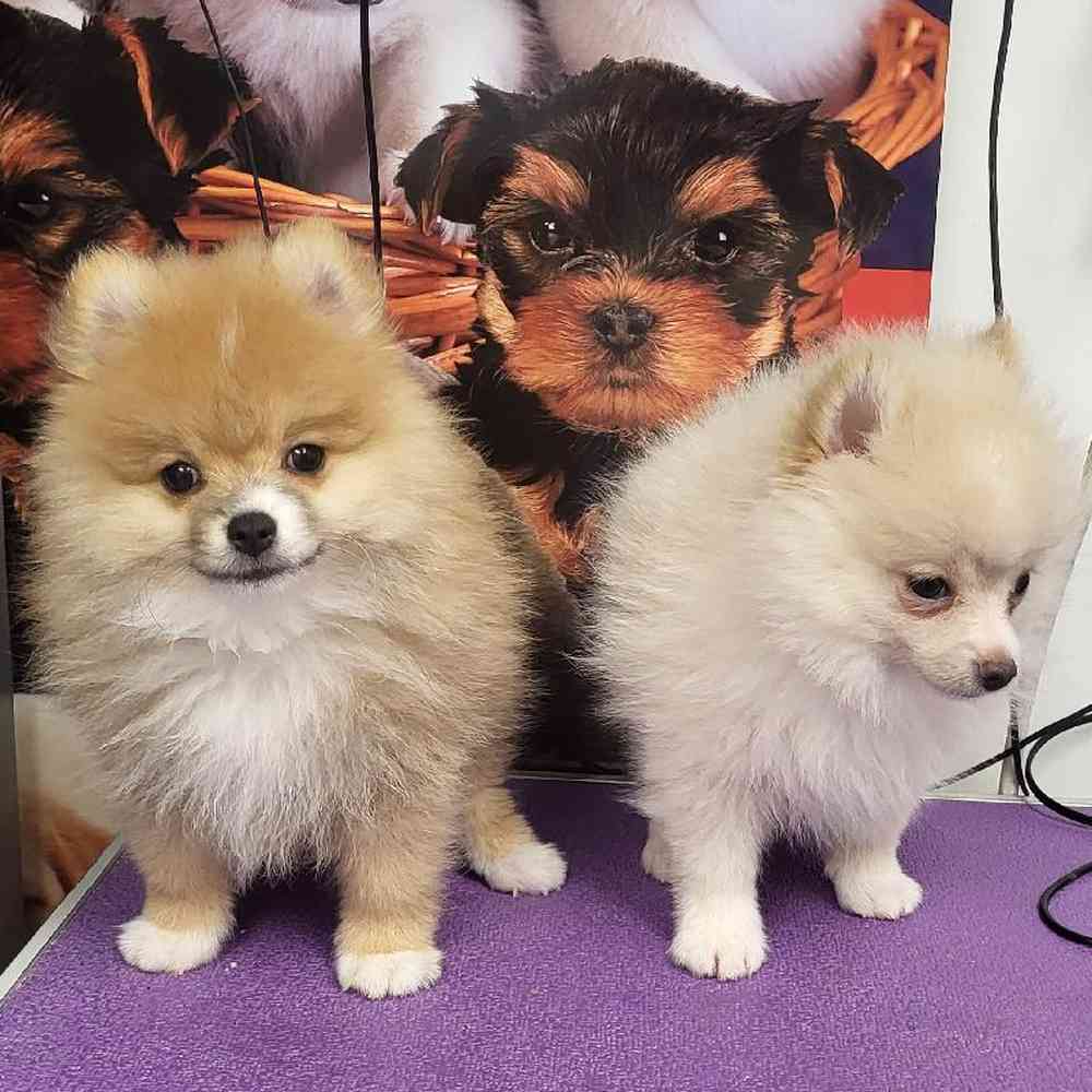 Female Pomeranian Puppy for Sale in Saugus, MA