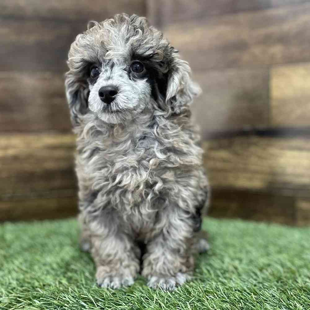 Male Poodle Toy Puppy for Sale in Braintree, MA