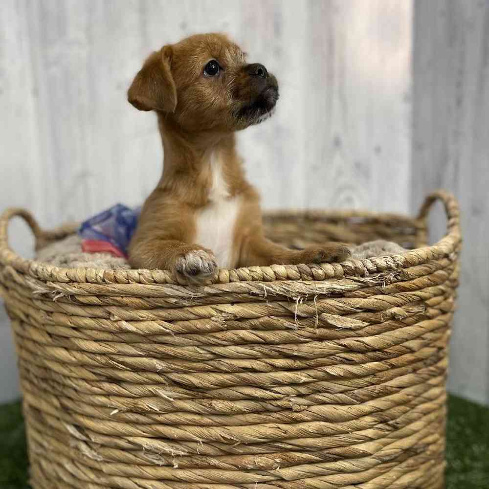 Female Yorkinese Puppy for sale