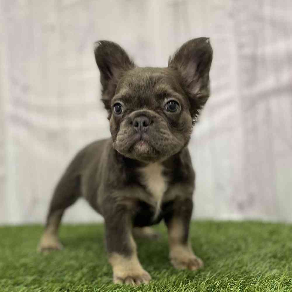 Female French Bulldog Puppy for Sale in Braintree, MA