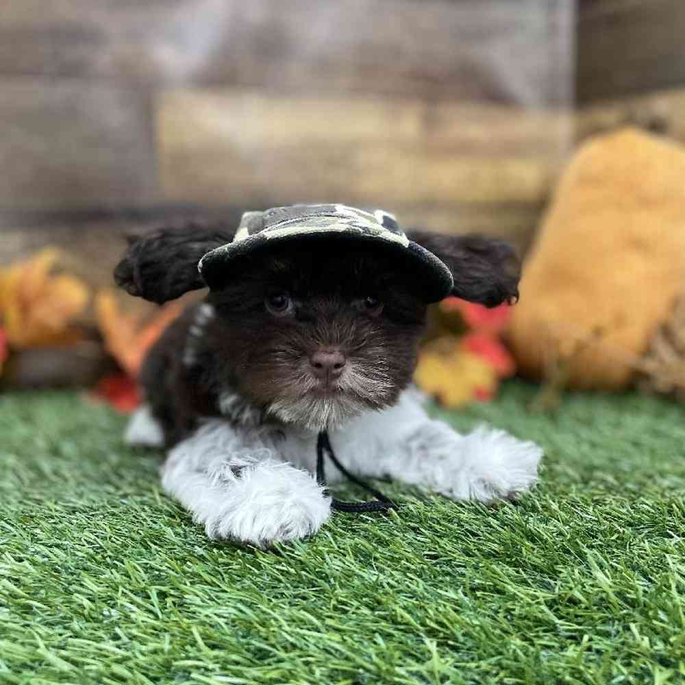 Male Havanese Puppy for Sale in Braintree, MA