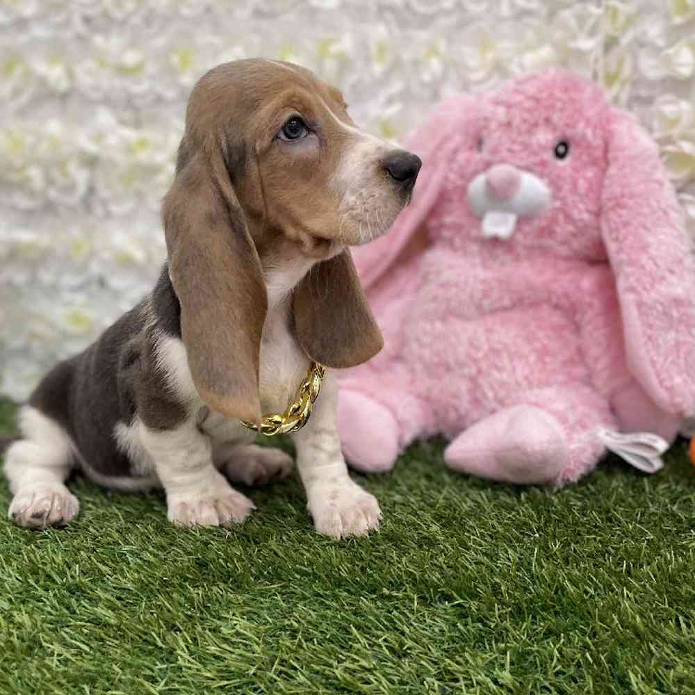 Female Basset Hound Puppy for Sale in Braintree, MA