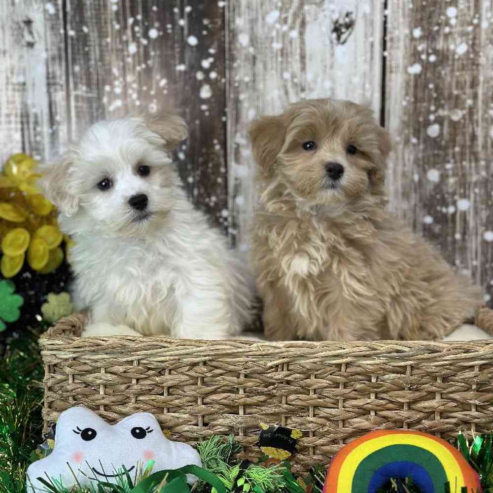 Male Malti-Poo Puppy for Sale in Saugus, MA