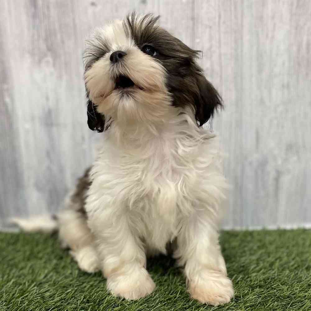 Female Shih Tzu Puppy for Sale in Braintree, MA