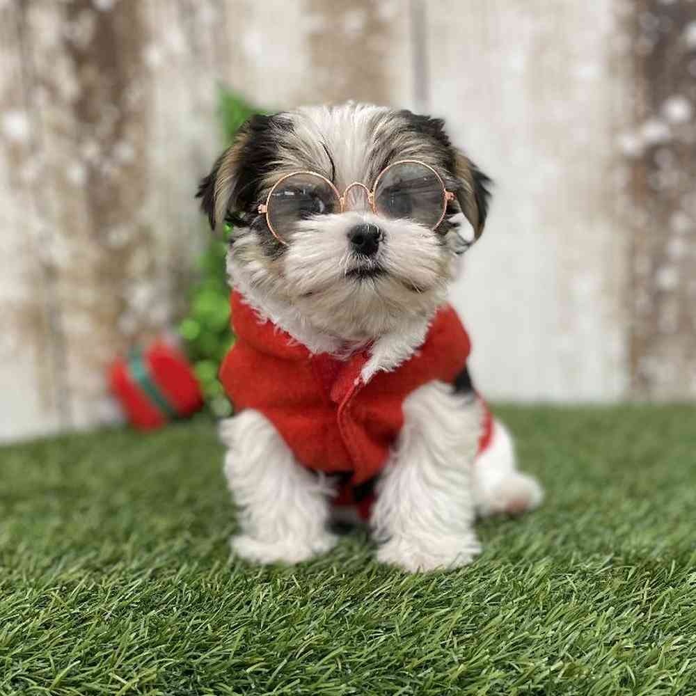 Male Morkie Puppy for Sale in Braintree, MA