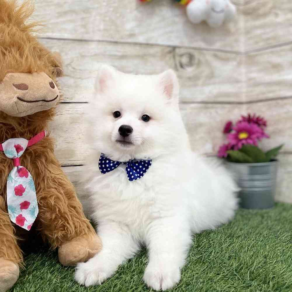 Male American Eskimo Puppy for Sale in Braintree, MA