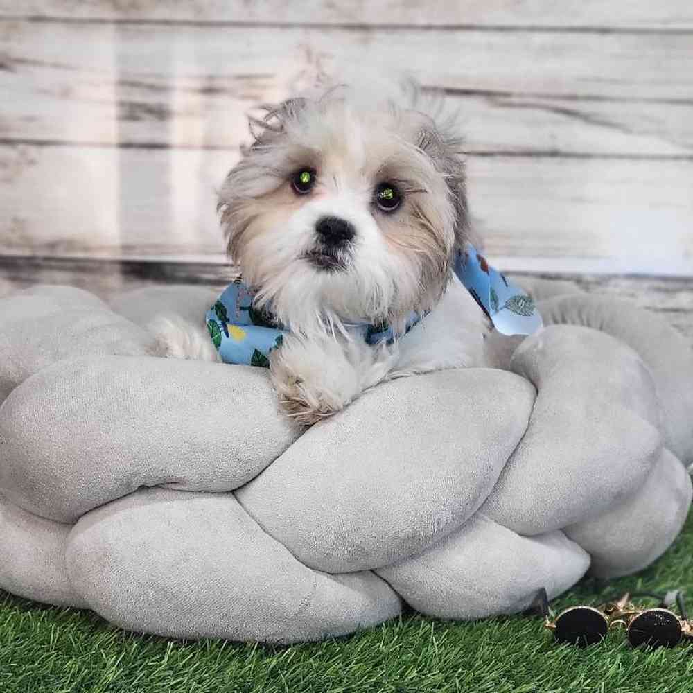 Male Shih-Poo Puppy for Sale in Saugus, MA