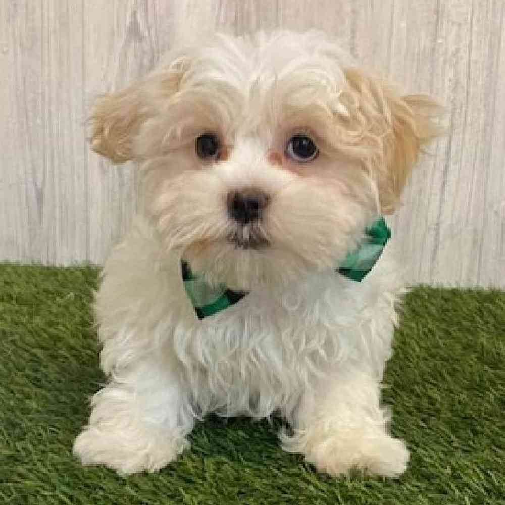 Male Malshi Puppy for sale