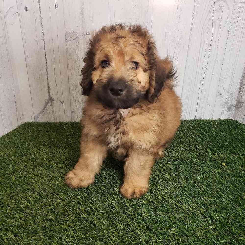 Male Mini Goldendoodle 2nd Gen Puppy for sale