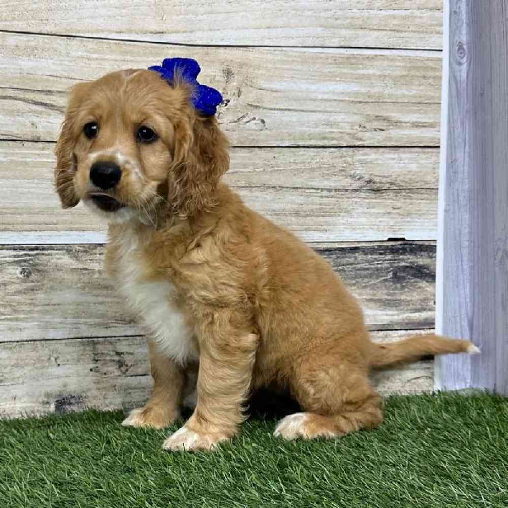 Female Golden Cocker Retriever Puppy for Sale in Saugus, MA