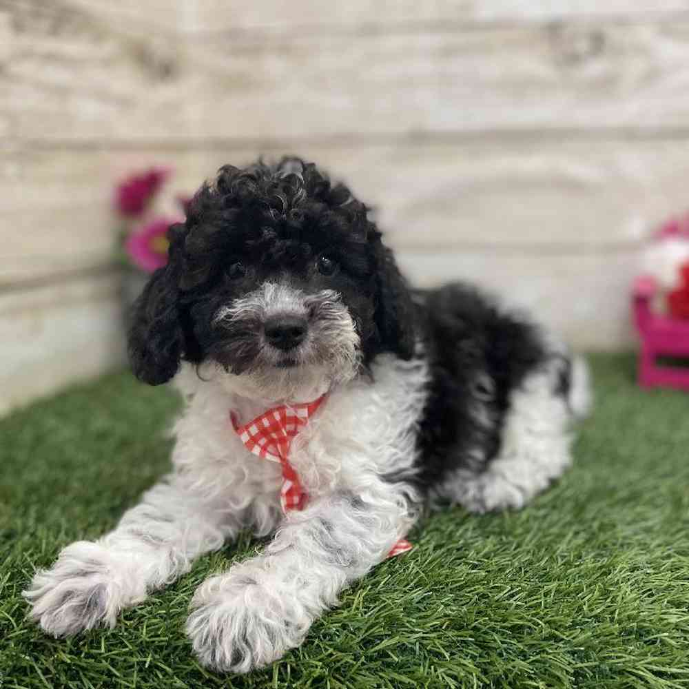 Male Bichon-Poodle Puppy for Sale in Braintree, MA