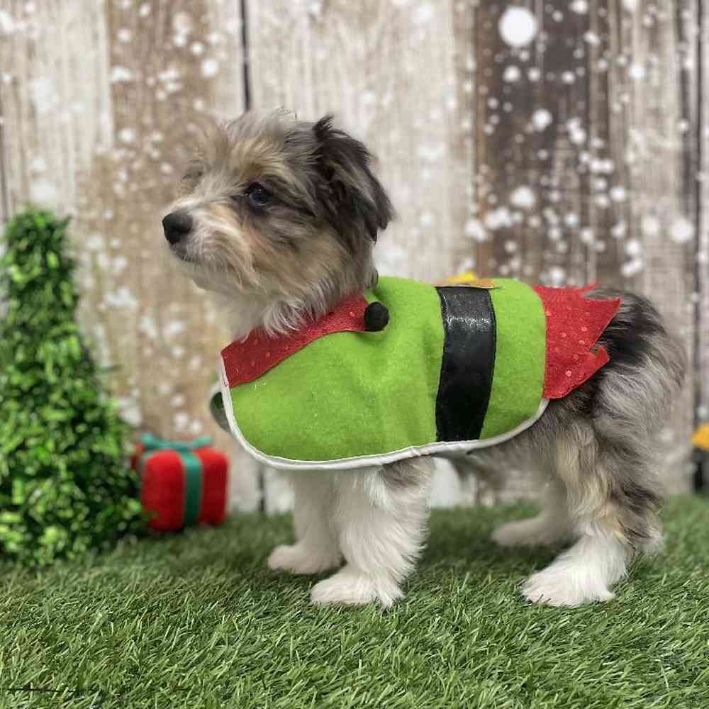 Male Aussiechon Puppy for Sale in Braintree, MA