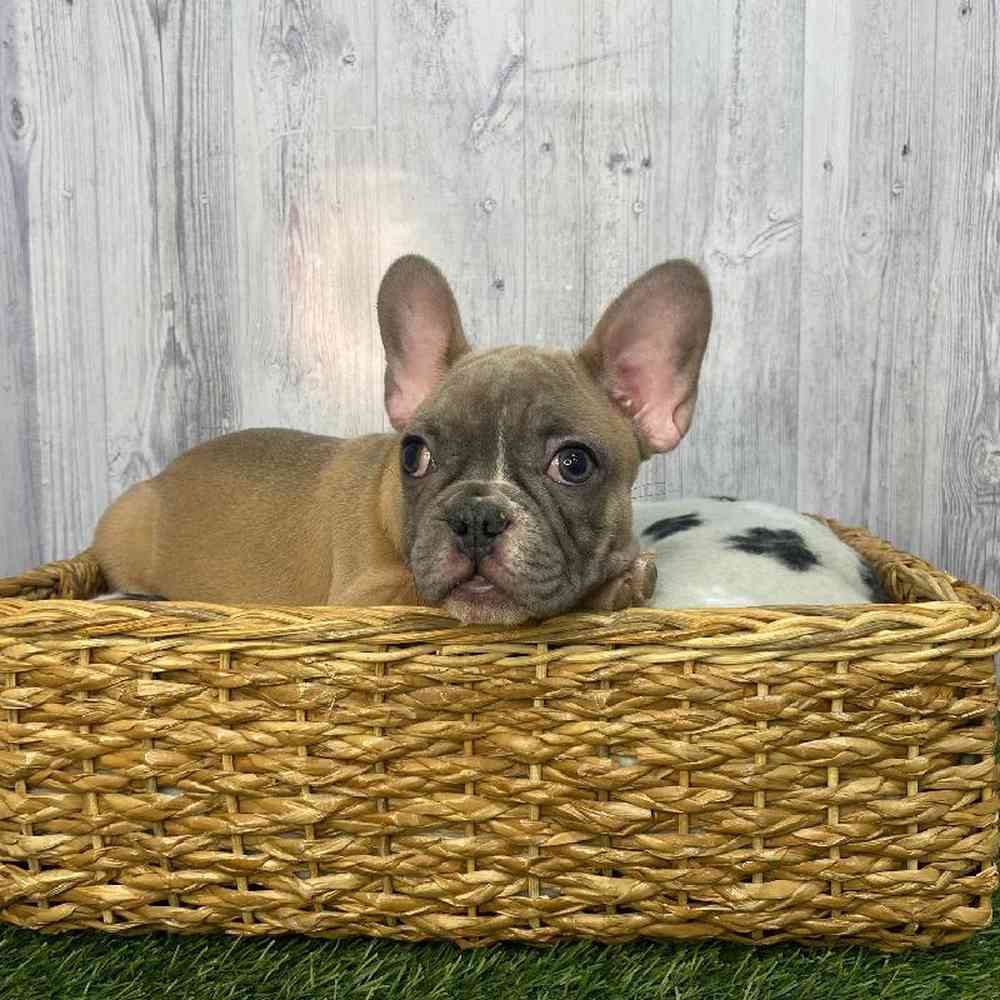 Male French Bulldog Puppy for Sale in Saugus, MA