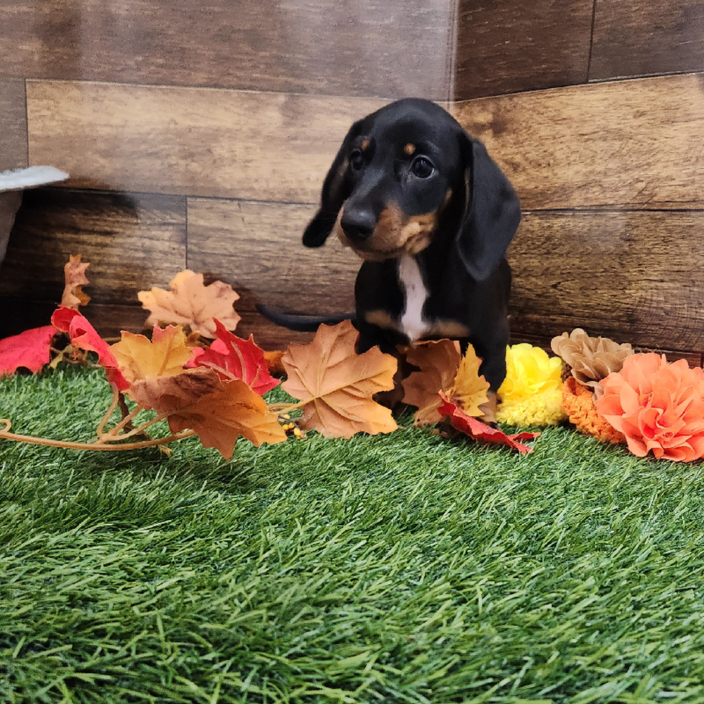 Male Dachshund Puppy for Sale in Braintree, MA