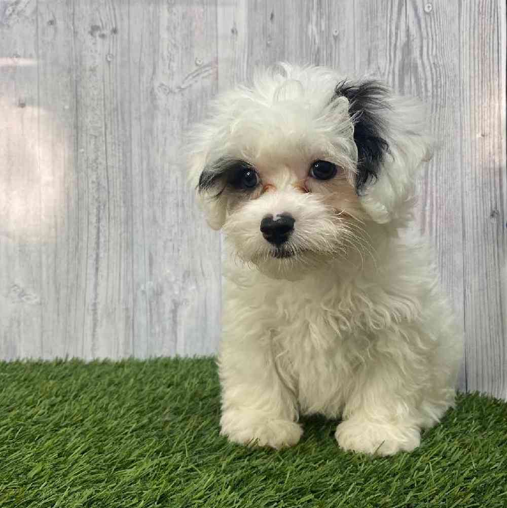 Male Lhasa-Poo Puppy for Sale in Saugus, MA