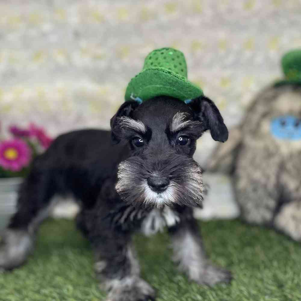 Male Miniature Schnauzer Puppy for Sale in Braintree, MA