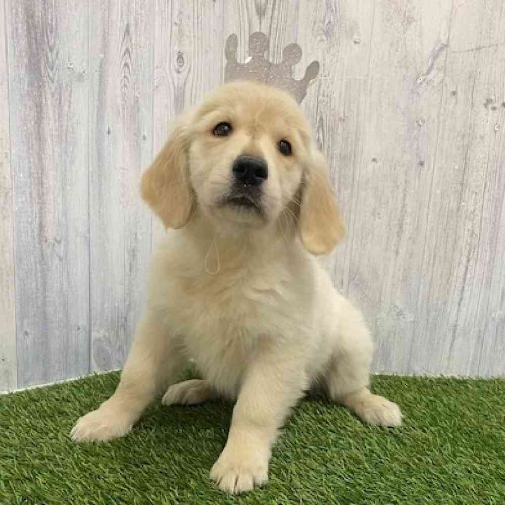 Female Golden Retriever Puppy for Sale in Braintree, MA