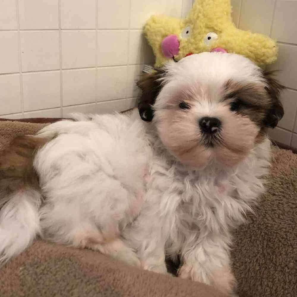 Male Shih Tzu Puppy for sale