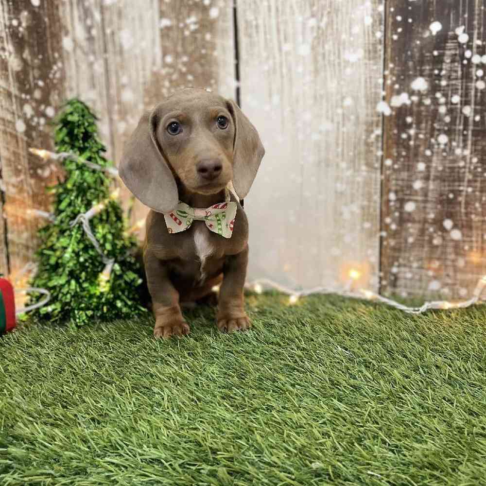 Male Dachshund Puppy for Sale in Braintree, MA