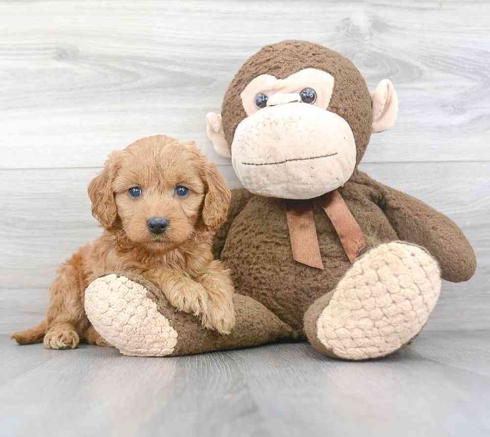 mini-goldendoodle-tara-4103173884149323.jpg