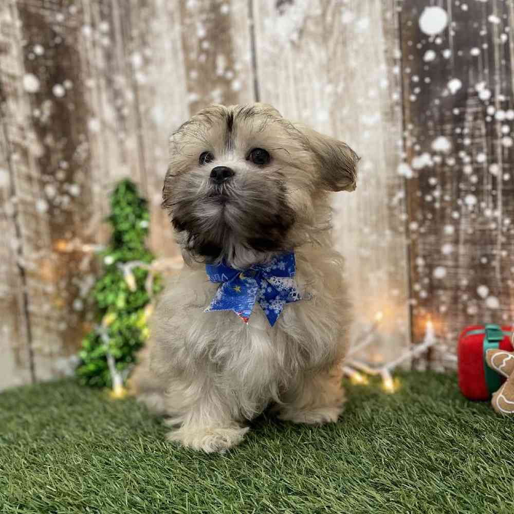 Male Malshi Puppy for Sale in Braintree, MA