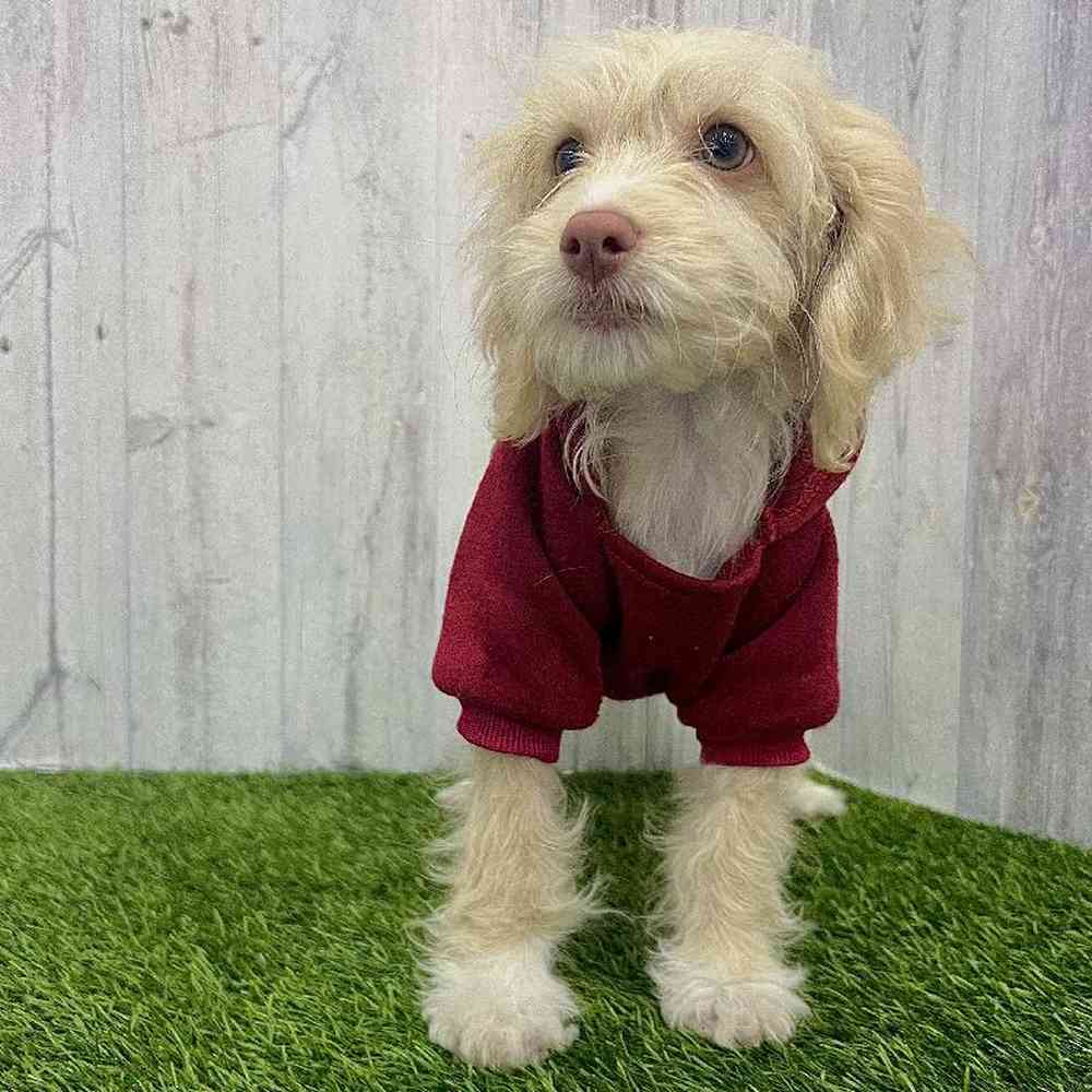 Male Cockapoo Puppy for Sale in Braintree, MA