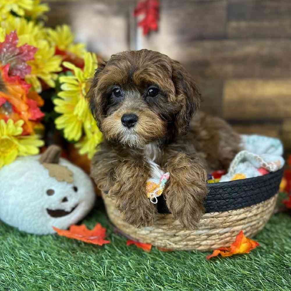 Male Lhasa-Poo Puppy for Sale in Saugus, MA