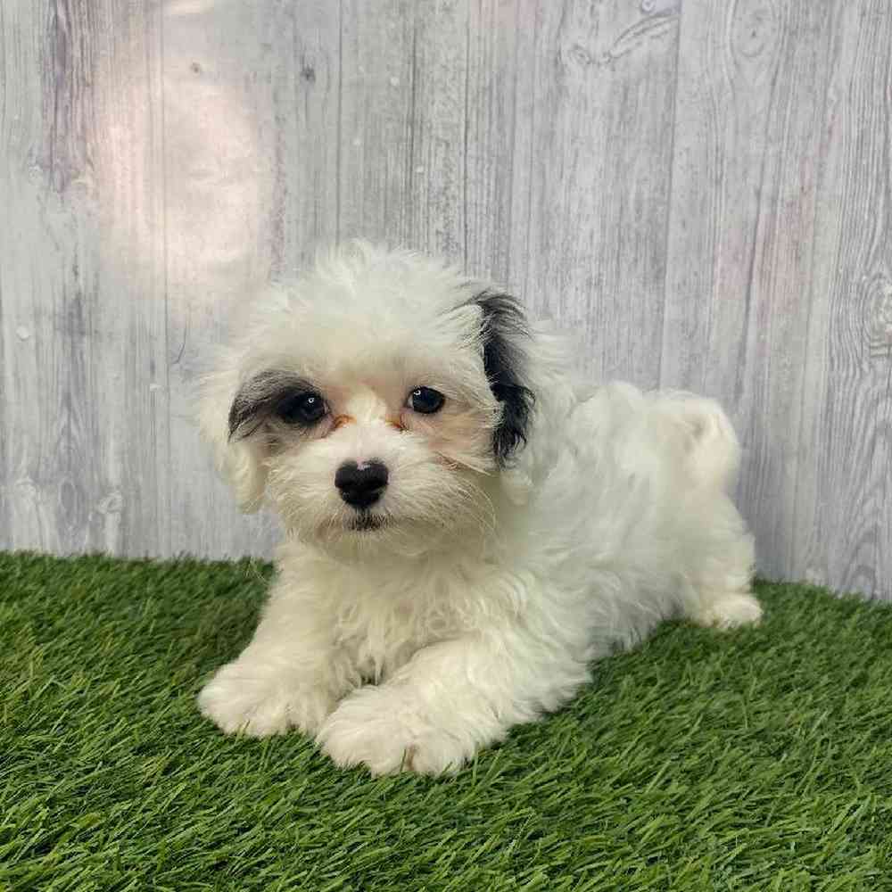 Male Lhasa-Poo Puppy for Sale in Saugus, MA