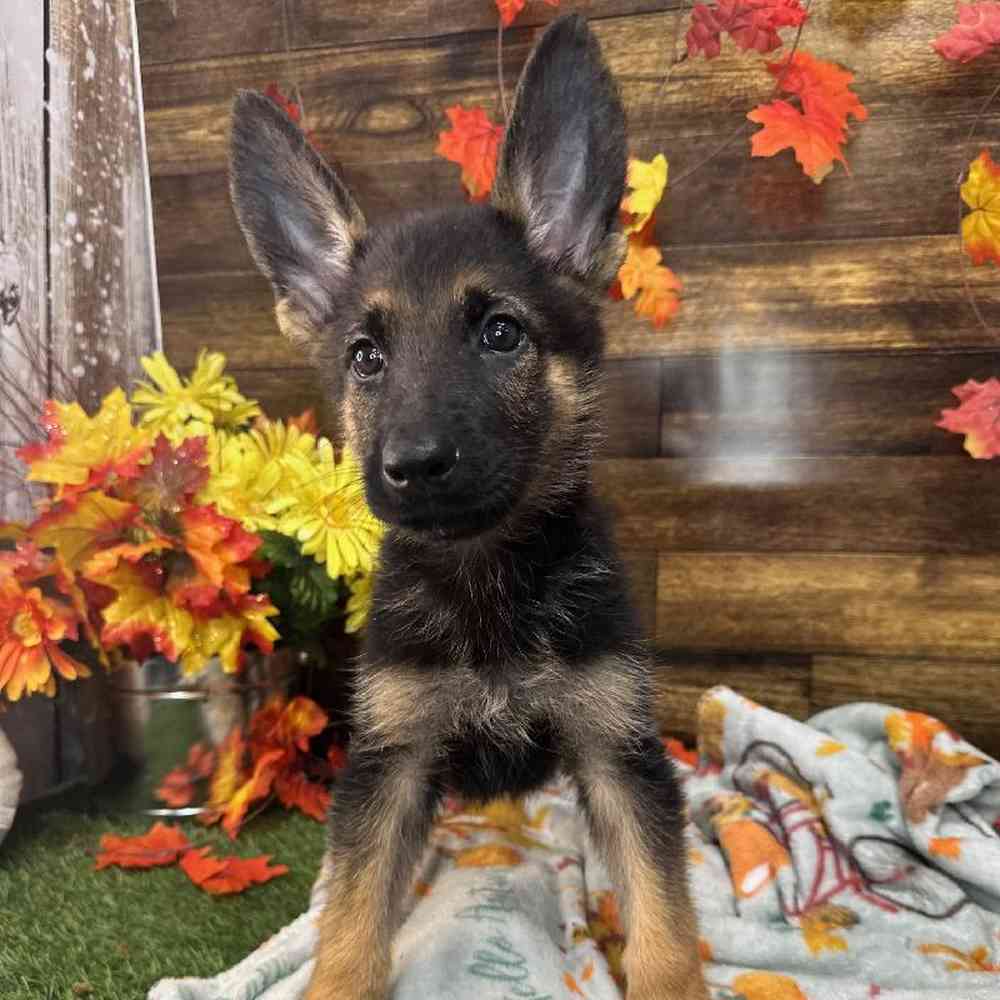 Female German Shepherd Dog Puppy for Sale in Saugus, MA