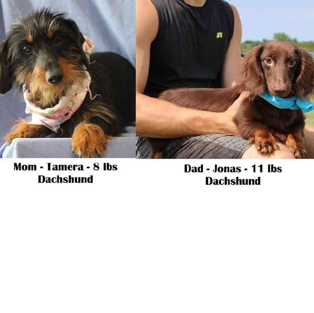 Female Dachshund Puppy for Sale in Saugus, MA