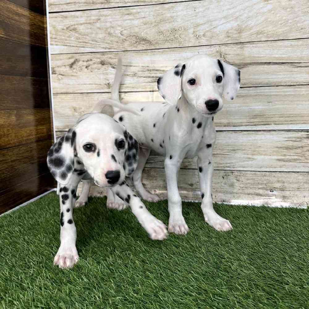 Female Dalmatian Puppy for Sale in Saugus, MA